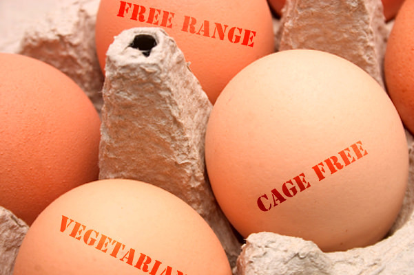 egg_labels