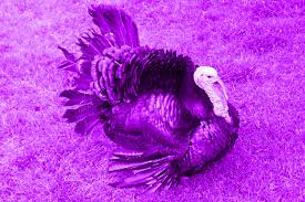 purpleturkey